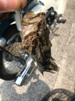 初笠岡諸島ライトロック