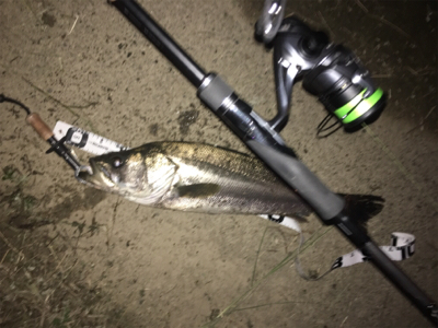 惜しくもランカーならず