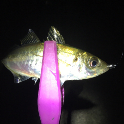 大阪湾奥アジング 中アジ回遊