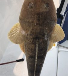 初めてのマゴチ