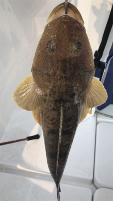 初めてのマゴチ