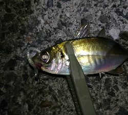 ナイトアジング