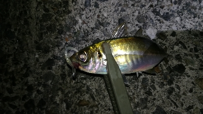 ナイトアジング