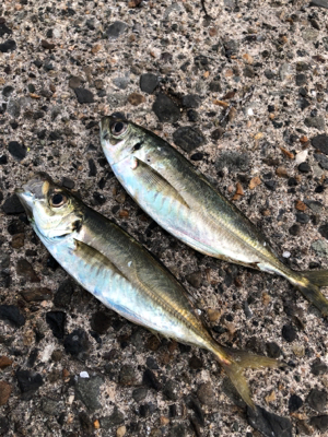 アジ、カマス