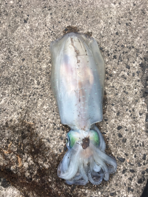 マゴチとアオリイカ