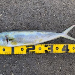 今年初ぺんぺん