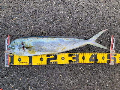 今年初ぺんぺん