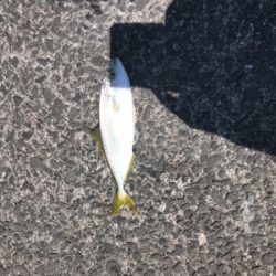 ライトショアジギング