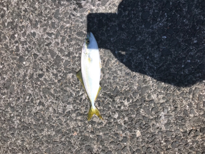 ライトショアジギング