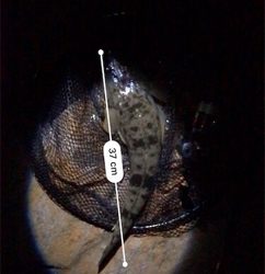 河口ライトゲーム