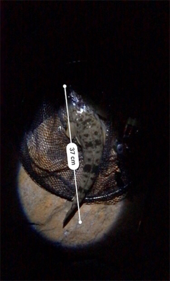 河口ライトゲーム