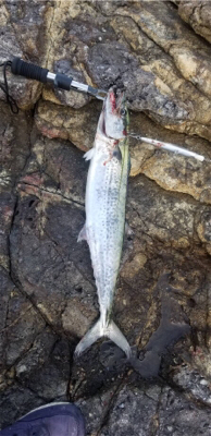 ショアジギング