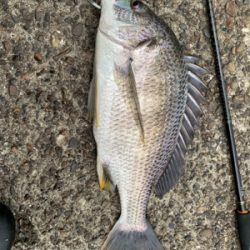 久々のええサイズ