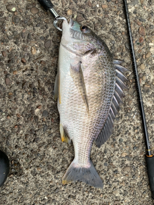 久々のええサイズ