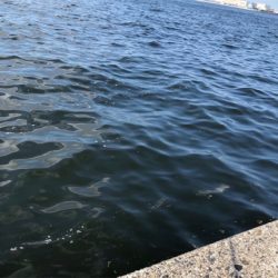 やっぱりキミか！