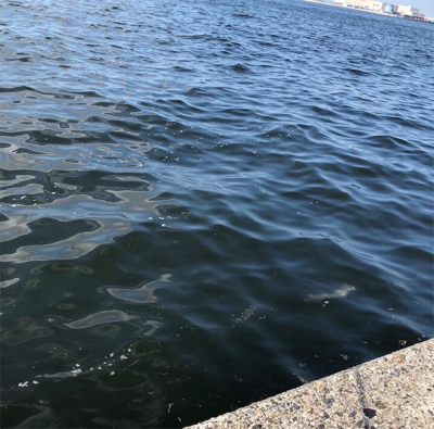 やっぱりキミか！