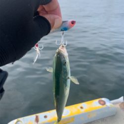 相変わらずな渋ツバス