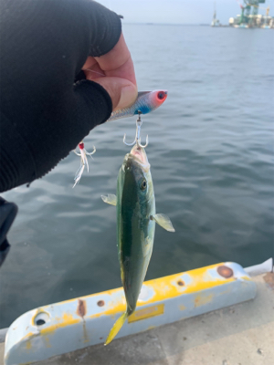 相変わらずな渋ツバス