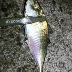 ナイトアジング