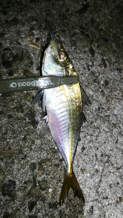 ナイトアジング