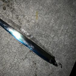 時合いは短いタチウオ。