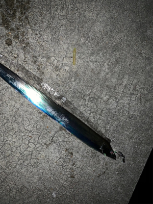 時合いは短いタチウオ。