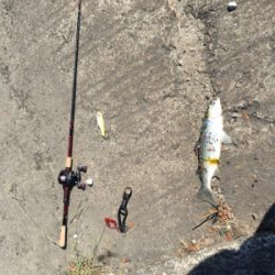 ボラの多いこと！