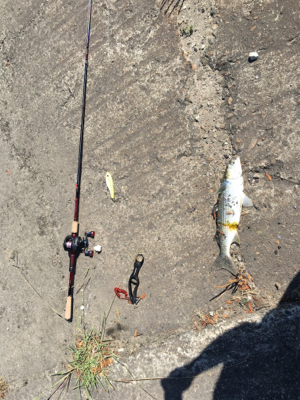 ボラの多いこと！