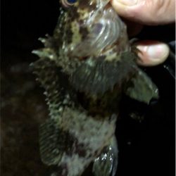 やっぱフロートリグ