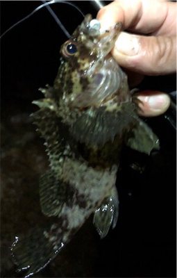 やっぱフロートリグ