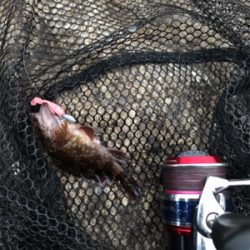 癒しのガシリング(^^)