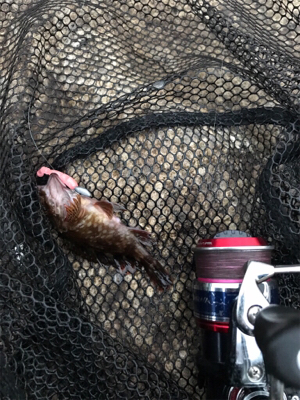 癒しのガシリング(^^)