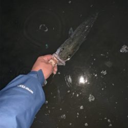 リバーシーバス