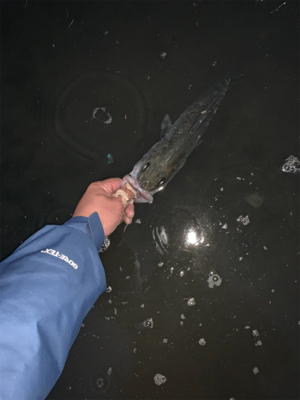 リバーシーバス