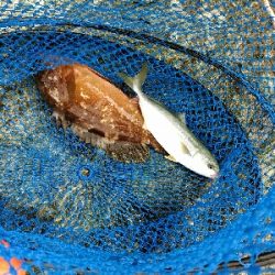 ジグでツバス、ワームでキジハタ、キス