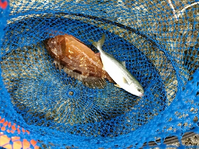 ジグでツバス、ワームでキジハタ、キス