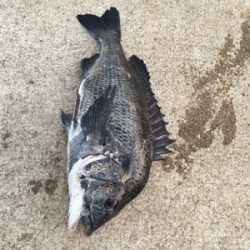 エビ撒き活性高い