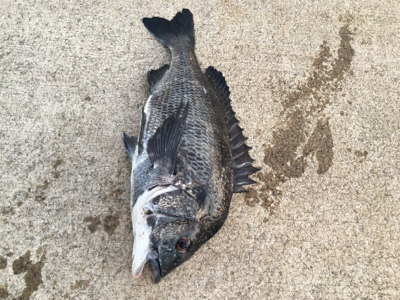 エビ撒き活性高い