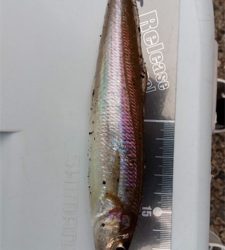 ウルトラライトショアジギング