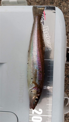 ウルトラライトショアジギング