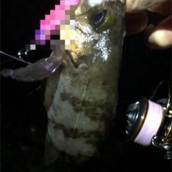 梅雨入り?メバリング。