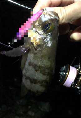 梅雨入り？メバリング。