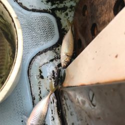 純栄丸   メクリアジ