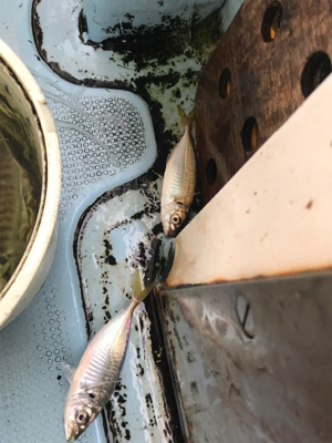 純栄丸   メクリアジ