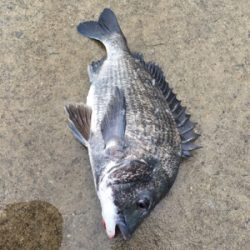 雨の中活性調査へ、。