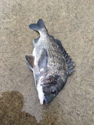 雨の中活性調査へ、。
