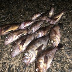 雨が降ってもアジング メバリング