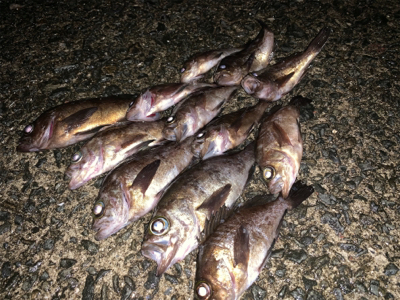 雨が降ってもアジング メバリング
