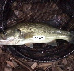 増水ローライト