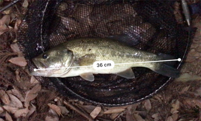 増水ローライト